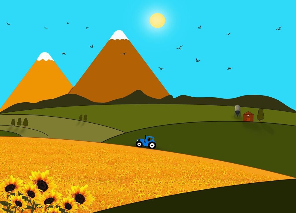 sunflower field farming